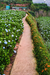 Fototapeta na wymiar Hydrangea flowers and Pyrostegia venusta on pathway in the city of Da Lat in Vietnam