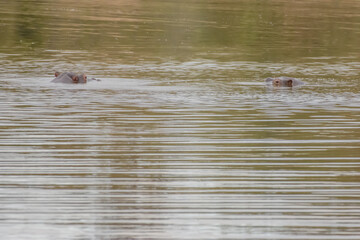 You can observe hippos in South Africa near Hoedspruit.