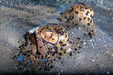 Blue spotted stingray eyes close up view