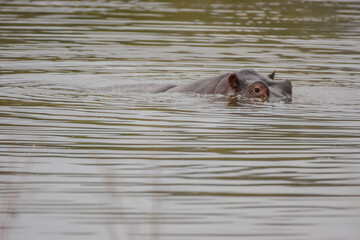 Fototapeta premium You can observe hippos in South Africa near Hoedspruit.