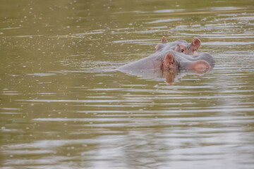 You can observe hippos in South Africa near Hoedspruit.