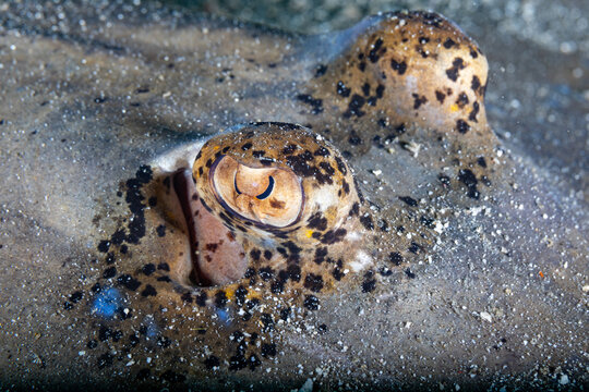 Blue spotted stingray eyes close up view