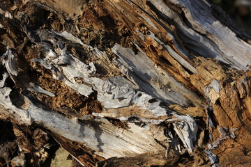 background in the details of the structure of a very ancient tree