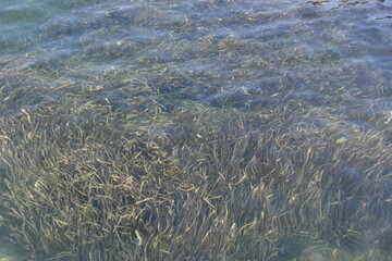 group of seaweed in the sea water isolated in sunny day, close-up