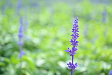 beautiful lavender field, natural background