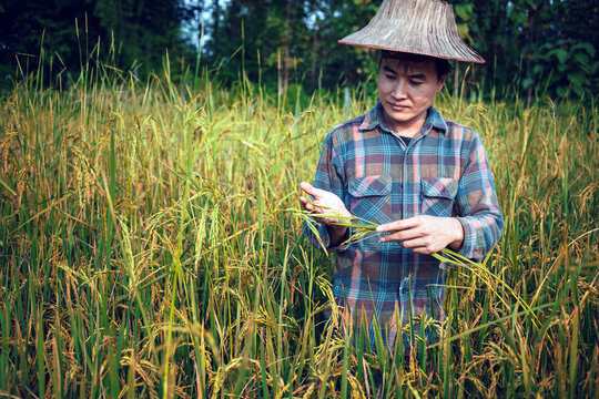happy Asian man farmer harvesting rice in fram, a young farmer standing in a paddy field examining crops at sunset.