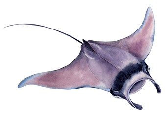 Manta ray, giant sea devil. The stingray isolated on a white background. Hand drawn watercolor illustration. - obrazy, fototapety, plakaty