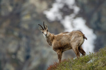Alpine chamois or mountain goat (Rupicapra rupicapra) standing on an alpine moorland against snowy slopes and cliffs in the background at twilight, Italian Alps, Piedmont. Monviso natiural Park.