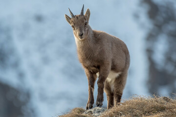 Cute Alpine ibex cub (wild goat - Capra ibex) standing on the edge of a slope against snowy ravines in the background, Italian alps, Piedmont.