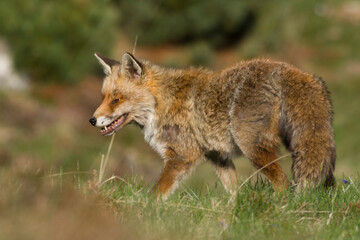 Wild Red fox (Vulpe vulpes) looking for preys on a summer alpine meadow at twilight, Italian Alps. Piedmont.
