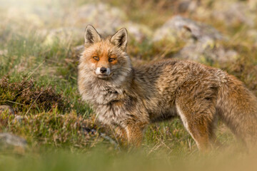 Naklejka na ściany i meble Portrait of a wonderful red fox (Vulpes vulpes) with thick fur standing on an alpine meadow at sunset, looking at camera, Italian Alps.