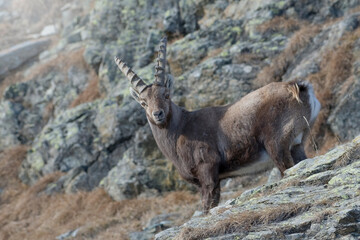 Alpine ibex or wild goat (Rupicapra rupicapra) with winter fur, standing on a rocky slope in the morning light, Italian Alps, Piedmont.