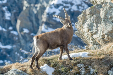 Alpine ibex (Capra ibex) shows his strength standing on a winter alpine grassland with mountains in the background, Italian Alps