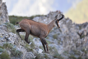 Summer Alpine chamois (Rupicapra rupicapra) facing a steep rocky slope in the light of dawn against rocky mountains background, Italian Alps, Monviso Natural Park. Animal in the wild.