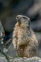 A beautiful alpine marmot (Marmota marmota) with thick fur stands up on a stone in a funny position  while the evening sun lights up its eyes. Piedmont Alps, Italy.