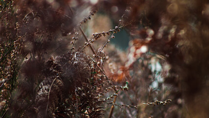 Macro de tiges de bruyère sauvages