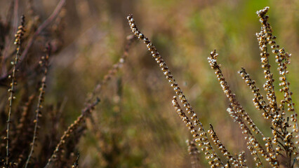 Macro de tiges de bruyère sauvages