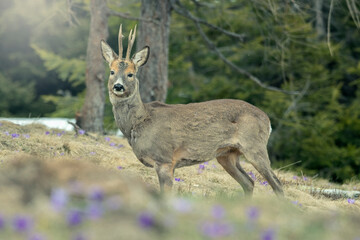 Naklejka na ściany i meble Male roe deer (Capreolus capreolus) stands on a winter alpine grassland strewn with beautiful blue flowers (crocus vernus) and forest in the background. Piedmont alps, Italy.