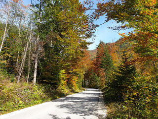 autumn nature and road in forest at Logar valley - Slovenia