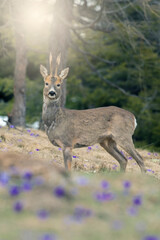 Male roe deer (Capreolus capreolus) stands on a winter alpine grassland strewn with beautiful blue flowers (crocus vernus) and forest in the background. Piedmont alps, Italy.