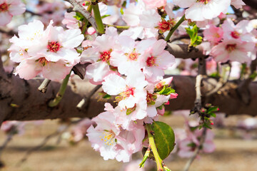 Fototapeta na wymiar Pink almond flowers