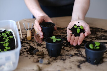Dive flower sprouts into individual pots.