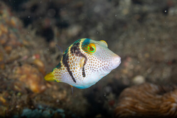 Striped and spotted boxfish on the reef