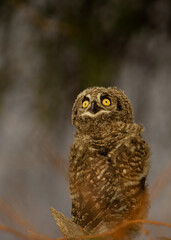 Spotted Eagle-Owl ( Bubo africanus) Kgalagadi Transfrontier Park, South Africa