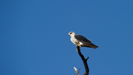 Obraz premium Black-shouldered Kite (Elanus caeruleus) Kgalagadi Transfrontier Park, South Africa