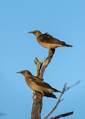 Wattled Starling (Creatophora cinerea) Kgaladadi Transfrontier Park, South Africa