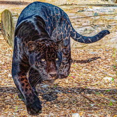 Black Jaguar