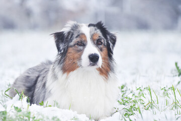 Australian Shepherd dog lies in the snow in winter