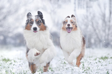 Two australian shepherds dog runs forward in the snow in winter