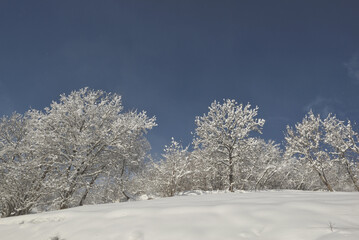 trees in mountain forest covered with fresh snow in blue sky