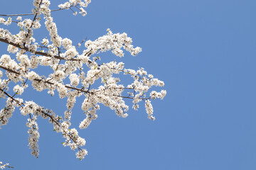 Spring bloom white flowers. Cherry blossom twigs