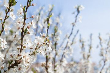 Spring bloom white flowers. Cherry blossom twigs