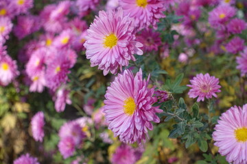 Florescence of pink Chrysanthemums in mid November
