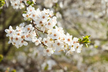 Spring bloom white flowers. Cherry blossom twigs