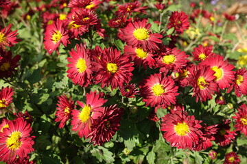 Numerous red and yellow flowers of Chrysanthemums in November