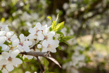 Spring bloom white flowers. Cherry blossom twigs