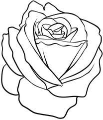 beautiful graphic rose botanical doodle style