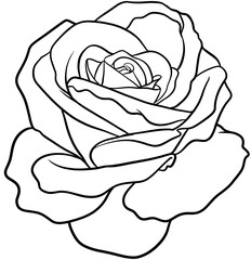 beautiful graphic rose botanical doodle style