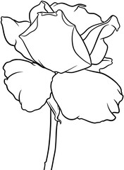 beautiful graphic rose botanical doodle style