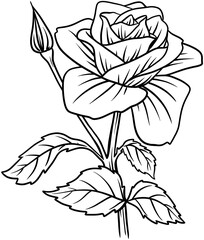beautiful graphic rose botanical doodle style