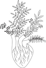 Vector line illustration of a anatomic heart with plants