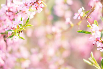 A sprig of almonds with a pink flower. A flowering almond tree in the garden. Spring flowers. Beautiful almond blossoms on a blurry background.