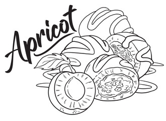 Hand drawn spricot vector