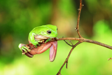 red eyed tree frog