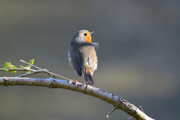 Rotkehlchen (Erithacus rubecula