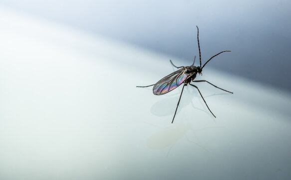 Fruchtfliege 2mm